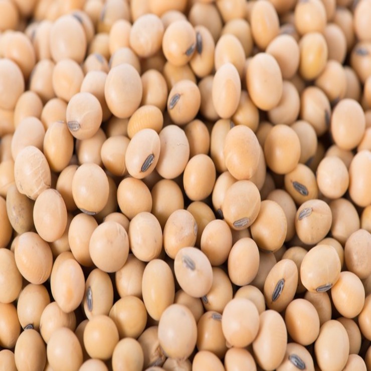 Soybean Image